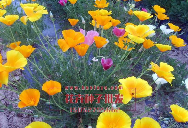 花菱草播種技術(shù)