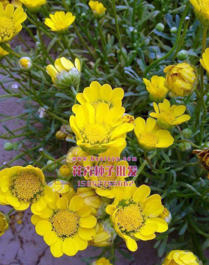 黃晶菊種植技術(shù)