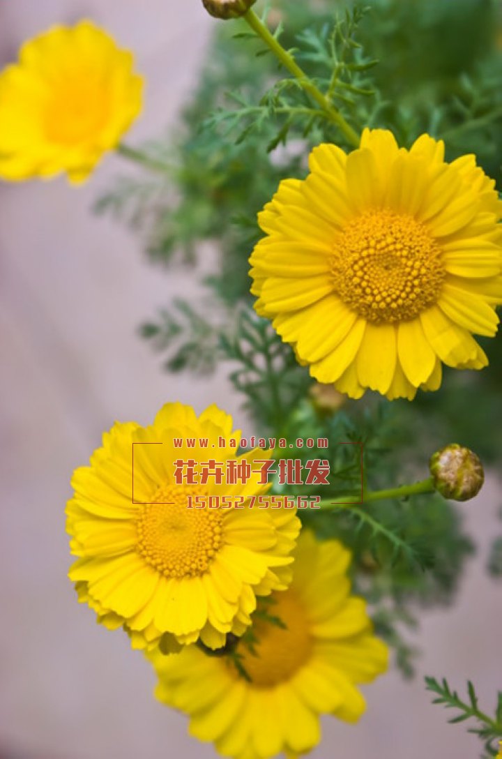 黃晶菊種子批發(fā)