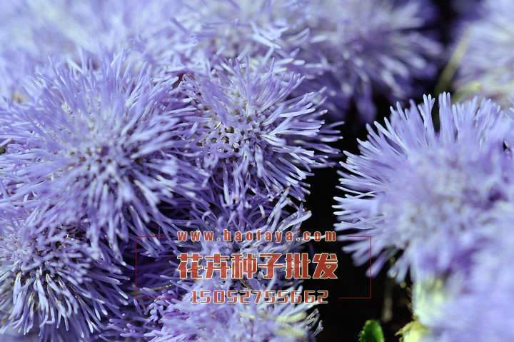 藿香薊種子銷售