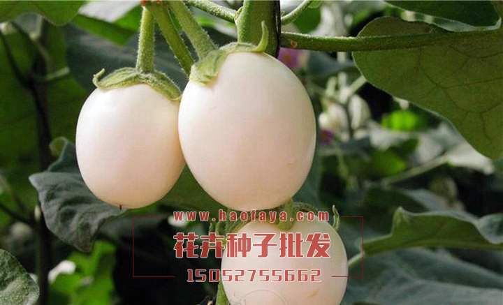 雞蛋茄也叫雞蛋果