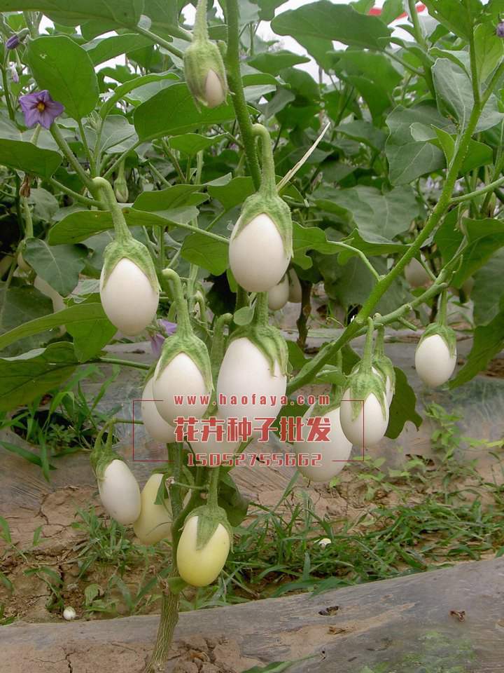 雞蛋茄種子銷售價格