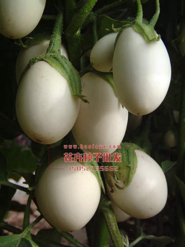 雞蛋茄種植技術(shù)