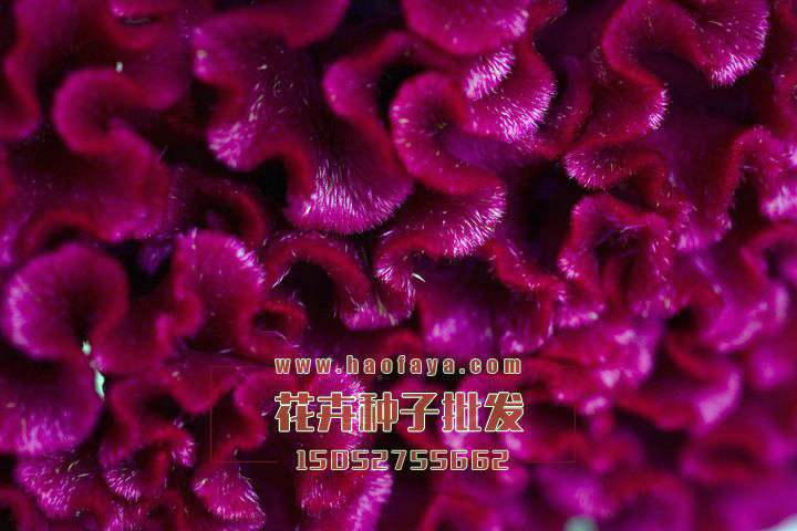 雞冠花種子銷售價(jià)格