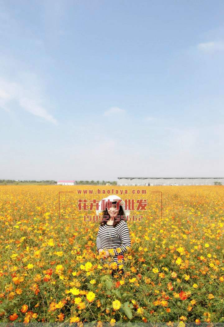 硫華菊種子播種效果展示