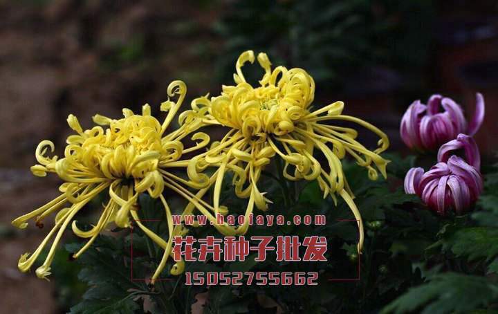 龍鳳菊種植技術(shù)