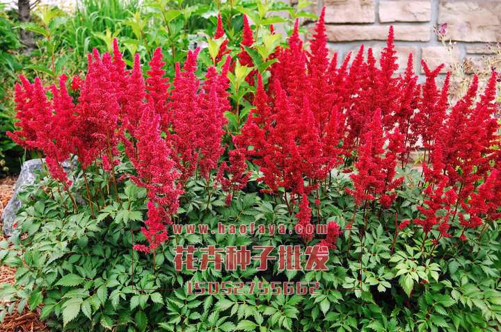 落新婦種植技術(shù)