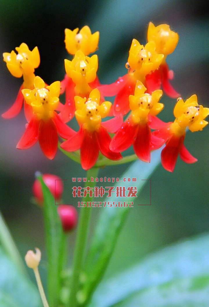 馬利筋種植技術(shù)