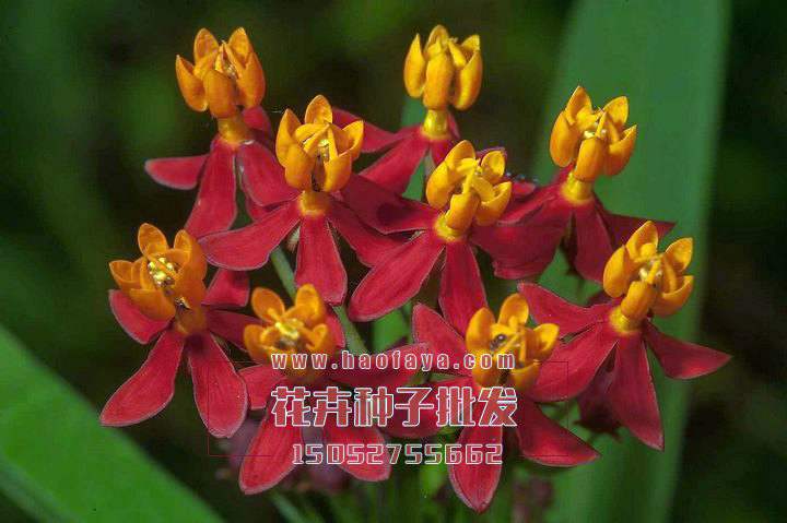 馬利筋種子播種效果展示