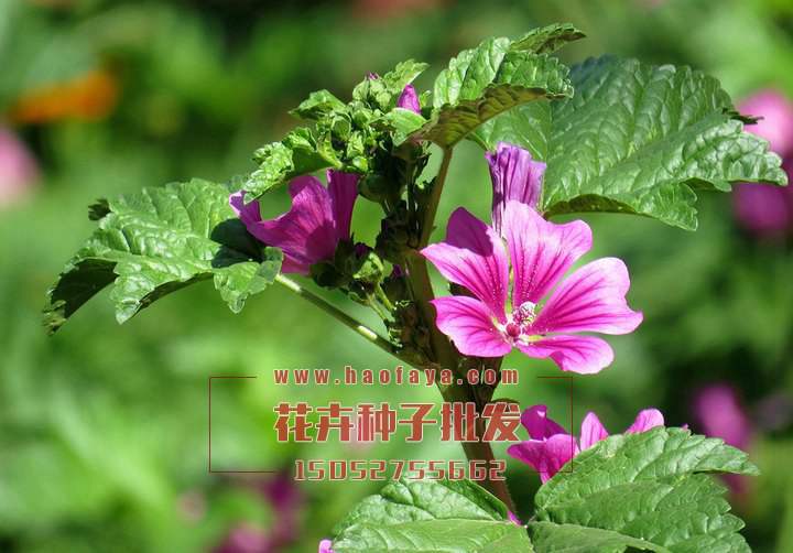 馬落葵種子銷售價(jià)格