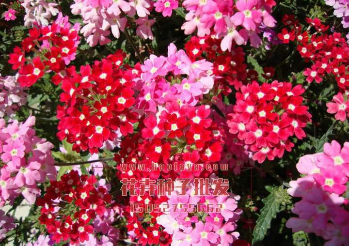 美女櫻種子銷售價(jià)格