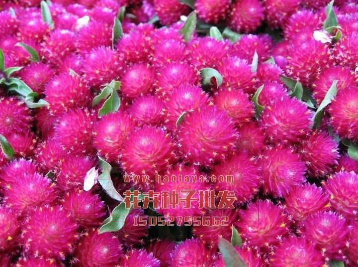 千日紅種子銷售價格