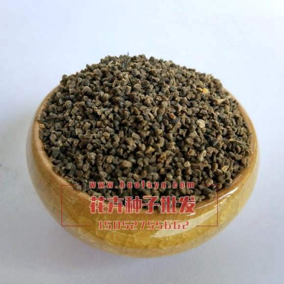 千鳥(niǎo)草種子