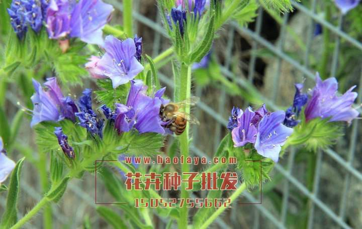 前鳥草種子銷售價格