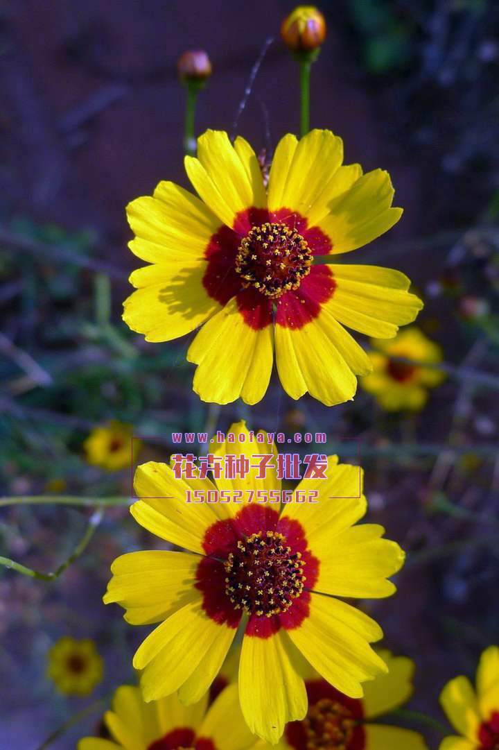 蛇目菊種子銷(xiāo)售價(jià)格