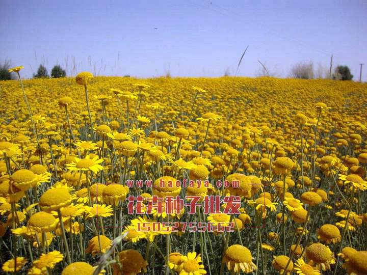 羅馬甘菊種子播種技術