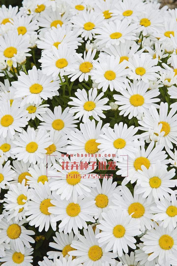 大濱菊種植技術(shù)