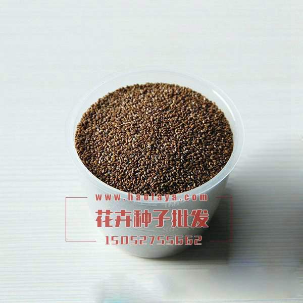 大花夏枯草種子