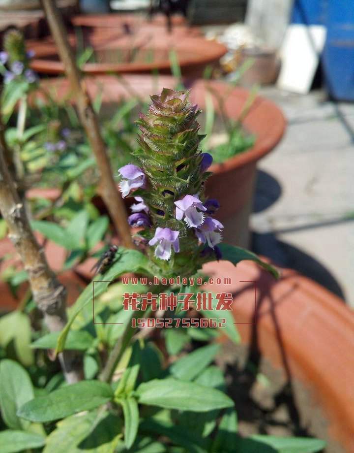 大花夏枯草的種植技術(shù)