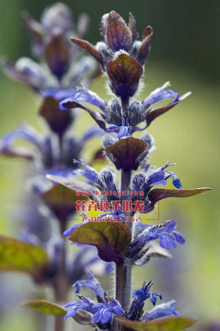 大花夏枯草種子供應公司