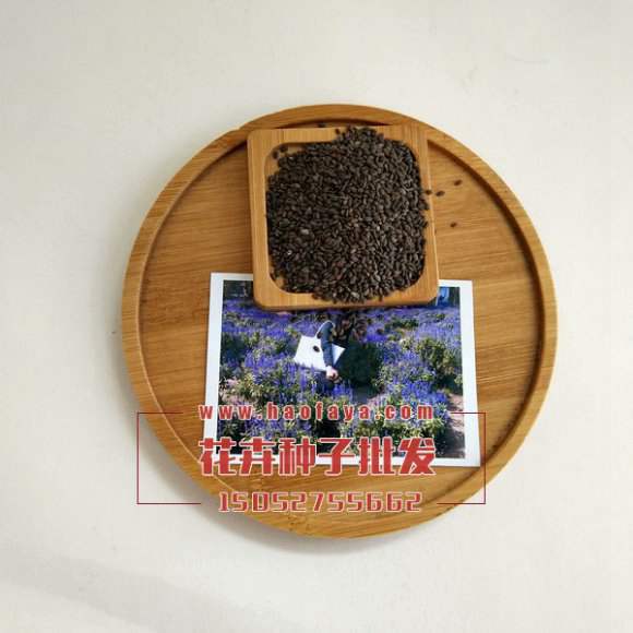 藍(lán)花鼠尾草種子