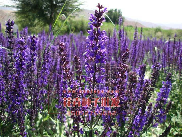 藍(lán)花鼠尾草種子銷(xiāo)售