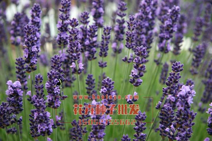 藍(lán)花鼠尾草栽培管理