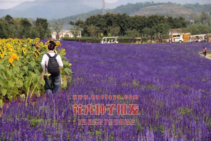 藍(lán)花鼠尾草種子播種展示效果