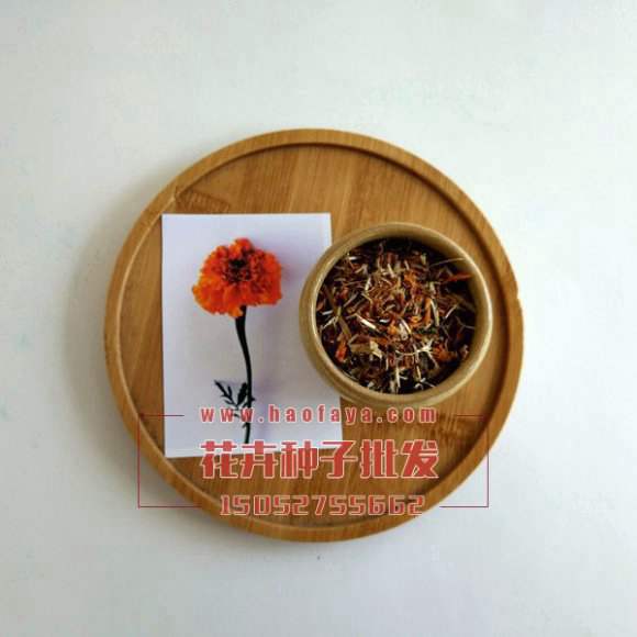 萬(wàn)壽菊種子