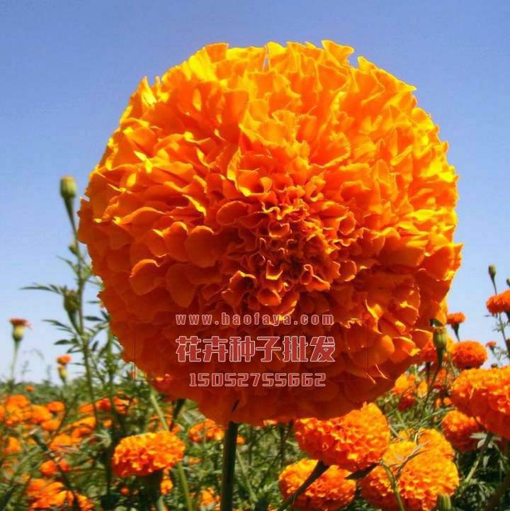 萬壽菊種子銷售價格