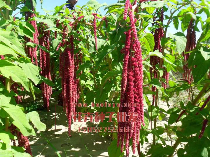 尾穗莧種子銷售