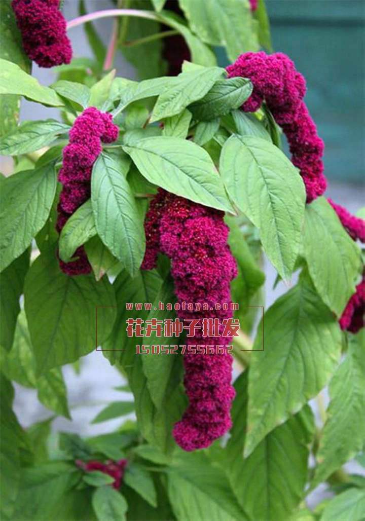 尾穗莧種子播種效果展示