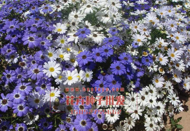 五色菊種植栽培技術(shù)