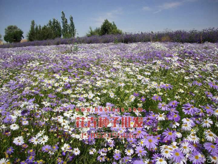 五色菊種子批發(fā)