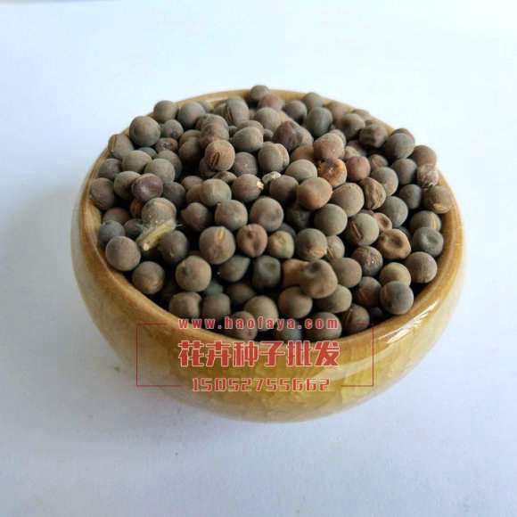 香豌豆種子