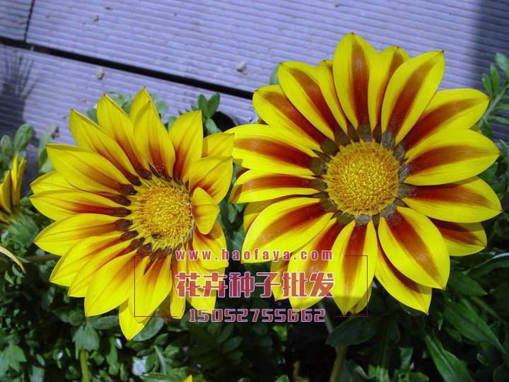 勛章菊種子銷售價格