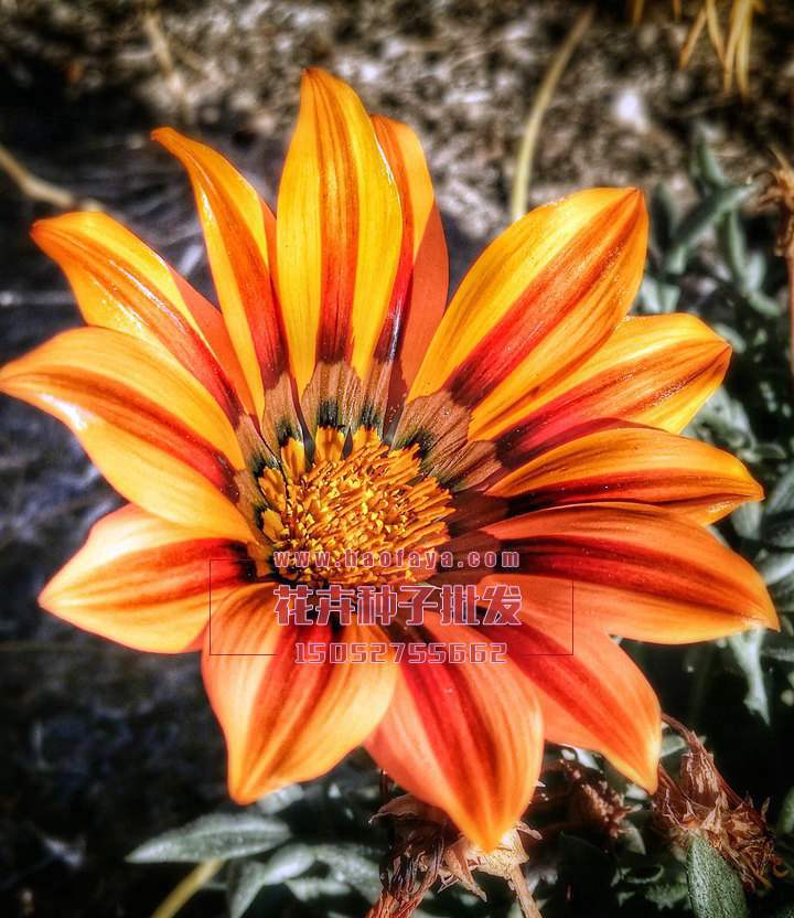 勛章菊種子供應(yīng)公司