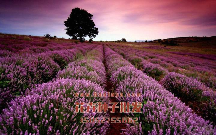 薰衣草功效及作用