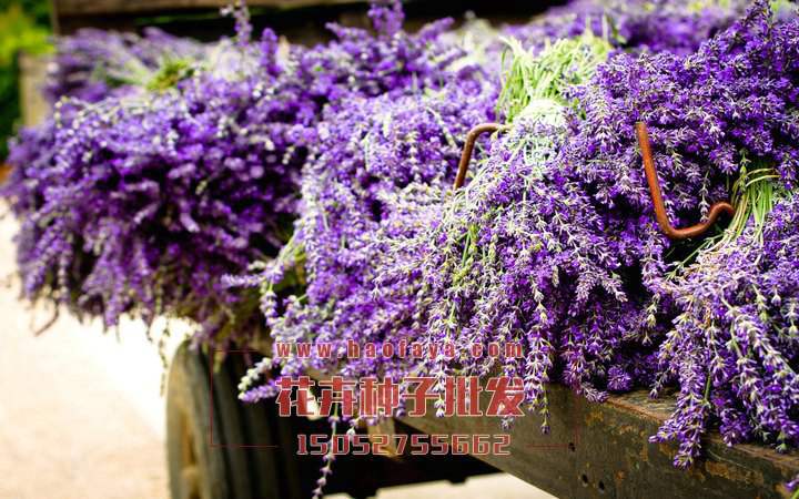 薰衣草種植技術(shù)