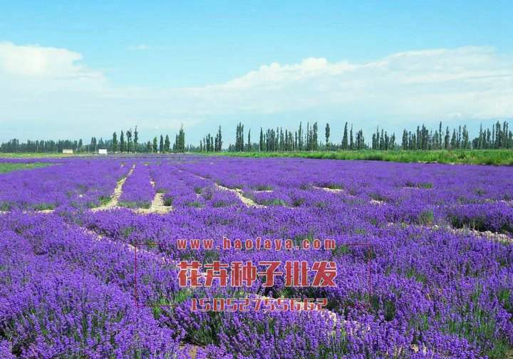 薰衣草種子批發(fā)