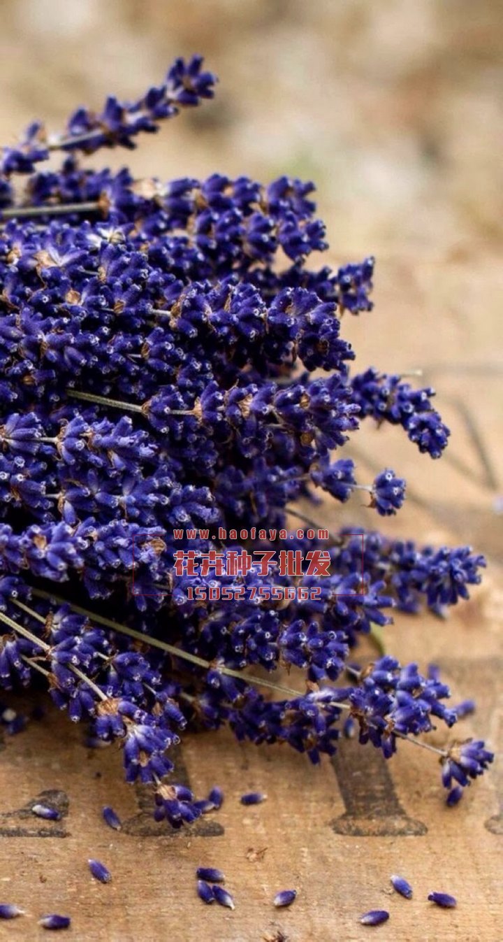 薰衣草種子供應(yīng)公司