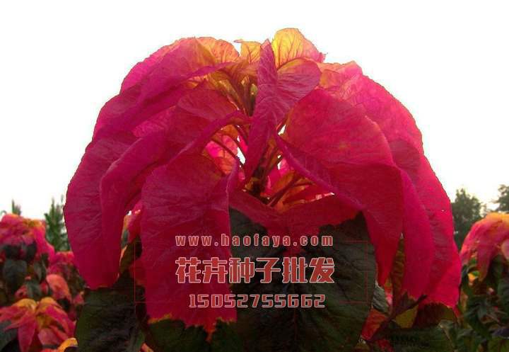 雁來紅種子播種效果展示