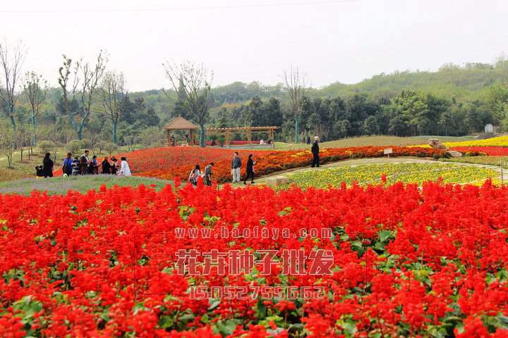 一串紅種子批發(fā)