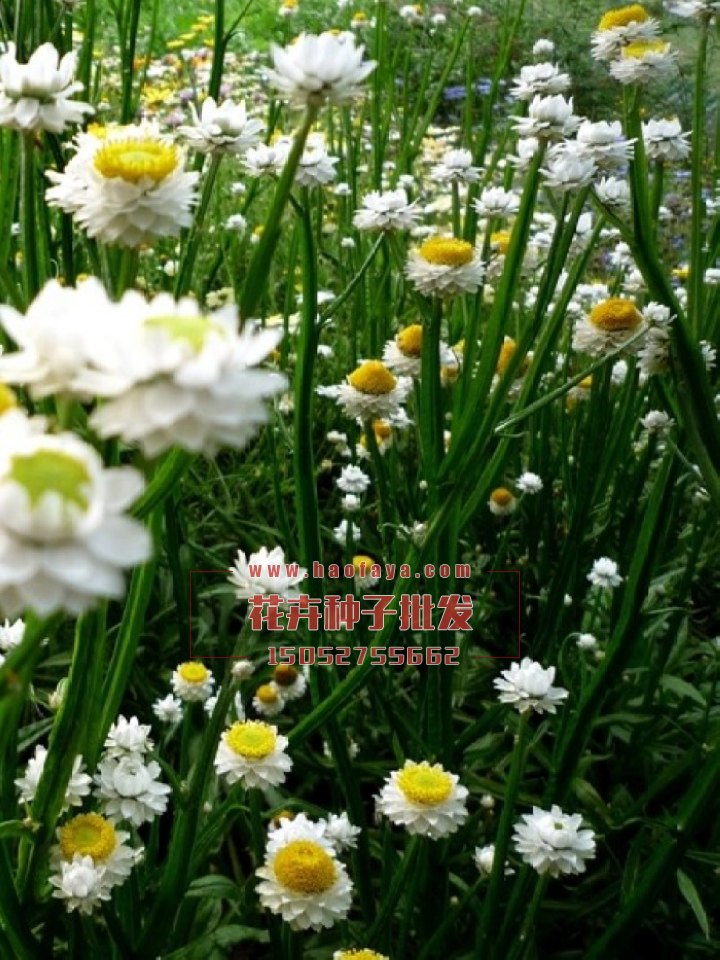 銀苞菊種子批發(fā)