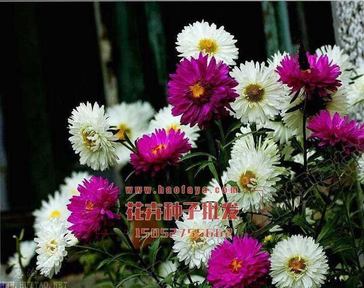 永生菊種子播種效果展示