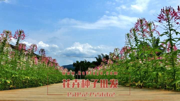 醉蝶花播種效果展示