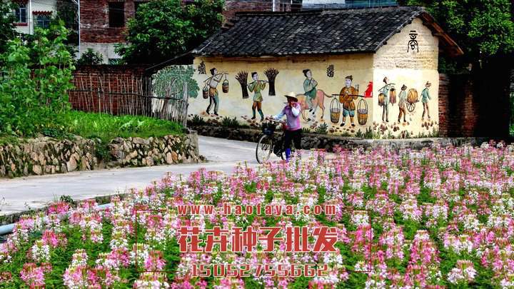 醉蝶花可以園藝栽培