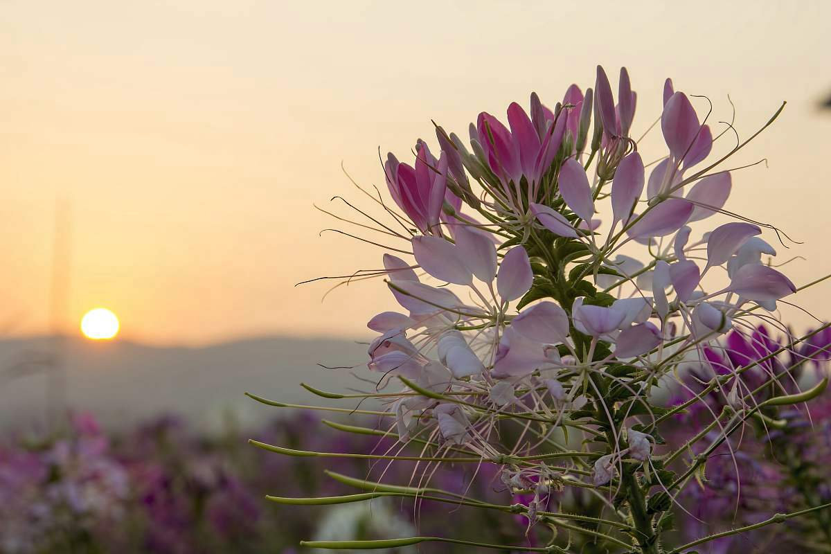 醉蝶花種子供應(yīng)公司