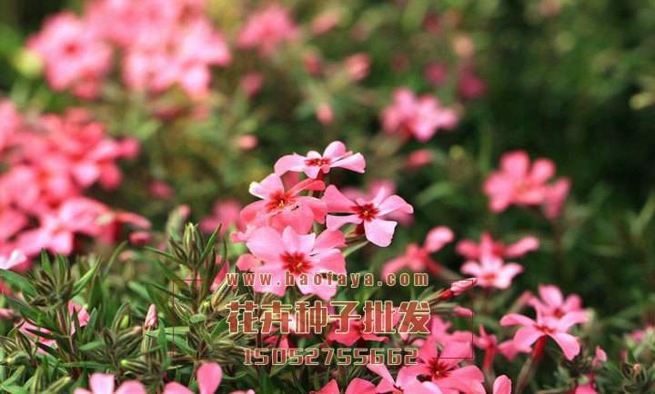 矮雪輪種植技術(shù)