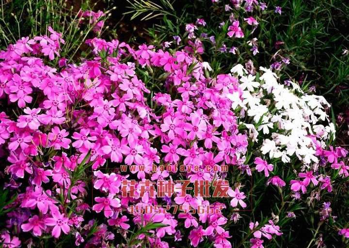 矮雪輪種子批發(fā)